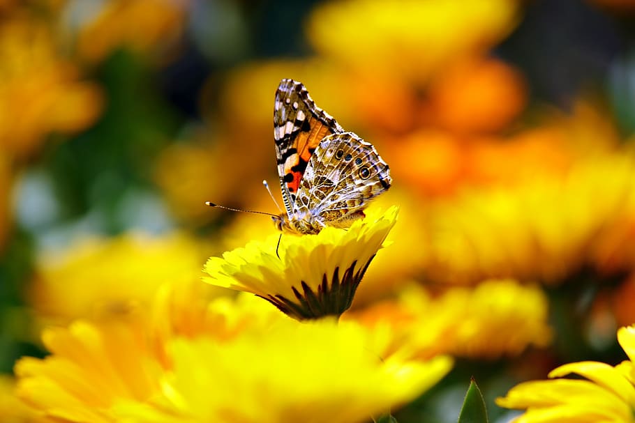 selective focus photography of butterfly on yellow petaled flower HD wallpaper