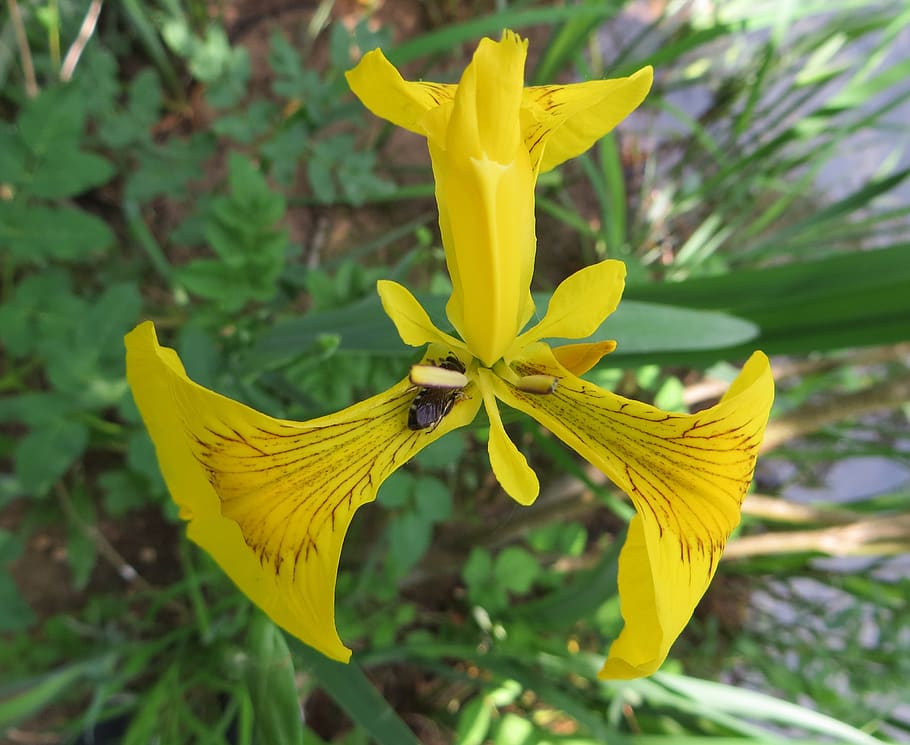 nature, flora, flower, summer, leaf, yellow, flowering plant HD wallpaper