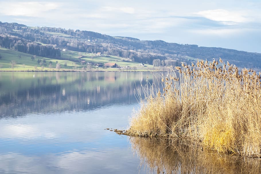 lake, water, reed, nature, bank, autumn, sparkle, clouds, waters HD wallpaper