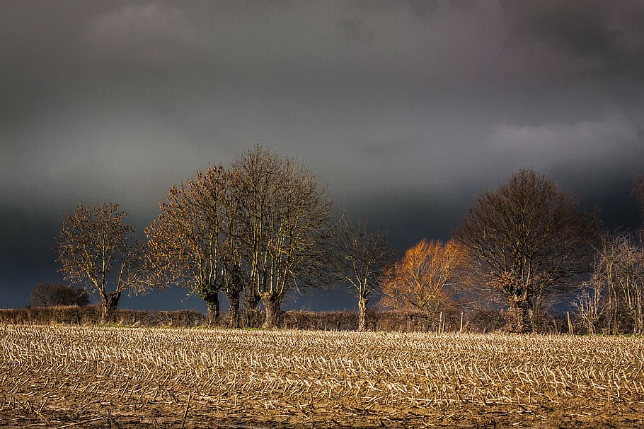 green leafed trees and withered grass under black skies, landscape HD wallpaper
