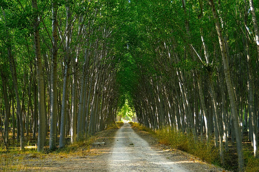 poplars, forest, path, lush, vegetation, trees, nature, direction HD wallpaper