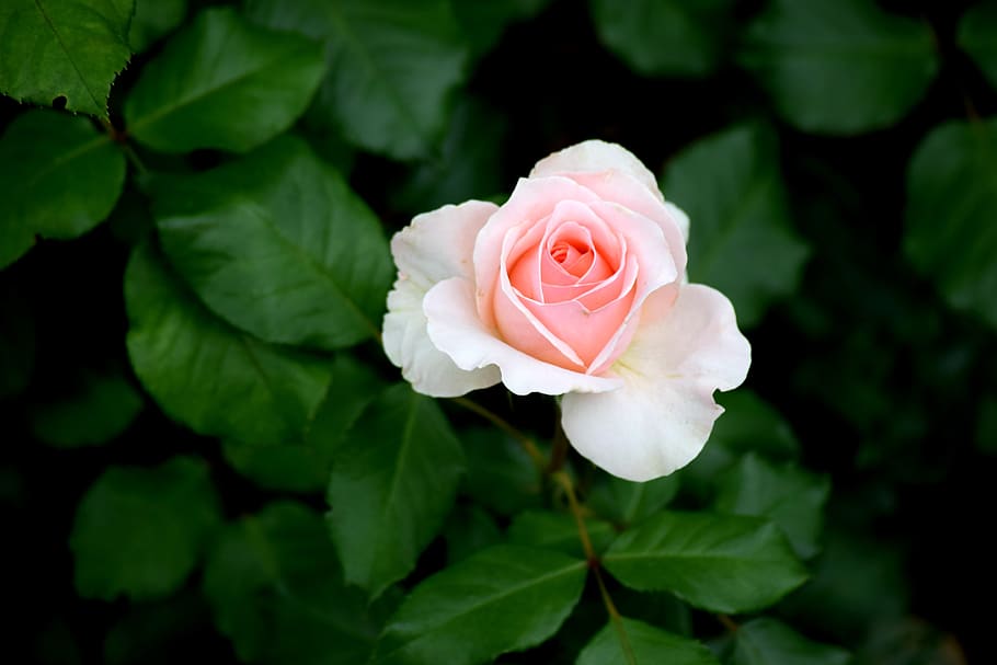 pink rose, flower, romantic, plant, flowering plant, beauty in nature HD wallpaper
