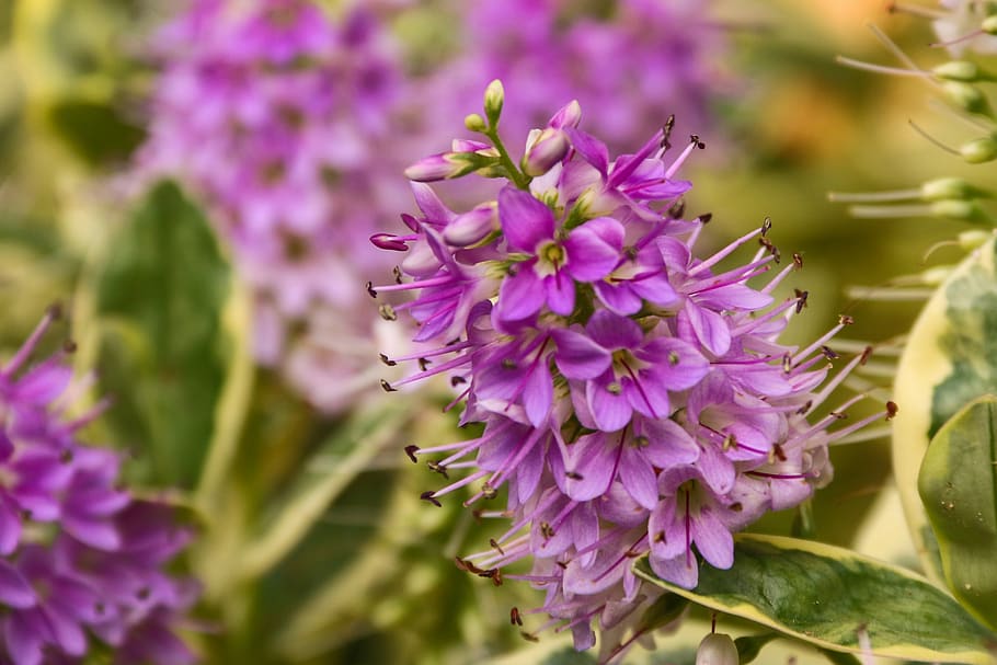 flower, spring, nature, purple, plant, flowering plant, beauty in nature HD wallpaper