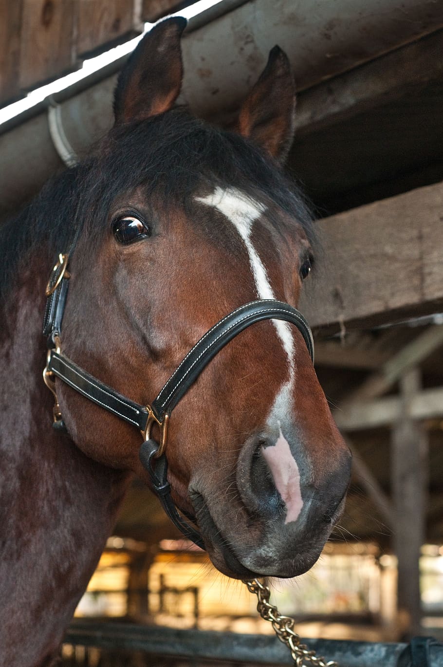 horse, head, close up, animal, livestock, domestic animals HD wallpaper