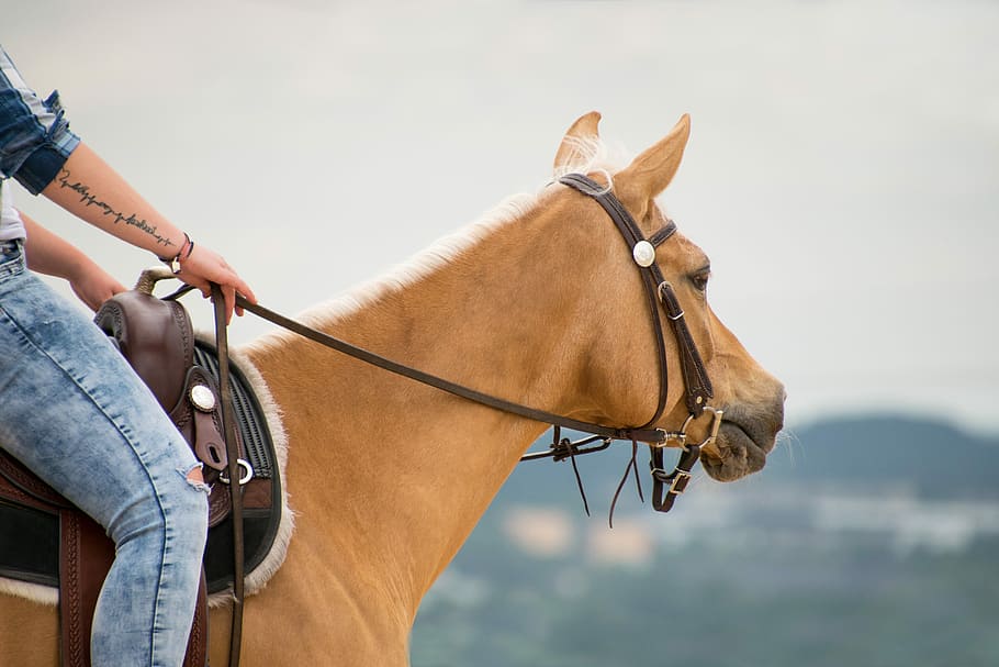 horse, western, ride, arabs, palomino, animal, reins, nature HD wallpaper