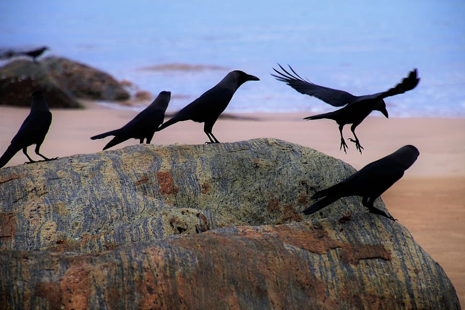 five black birds perch on gray rack, raven, beach, ocean, blue