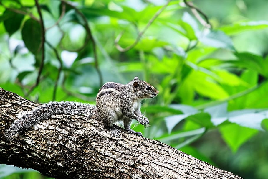 animal, wildlife, squirrel, nature, cute, rodent, forest, looking HD wallpaper