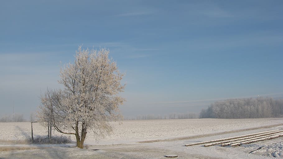 winter, snow, québec, nature, tree, cold temperature, plant HD wallpaper