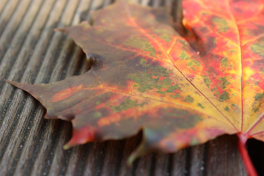 autumn, autumn beginning, leaf, close, fall color, fall foliage HD wallpaper