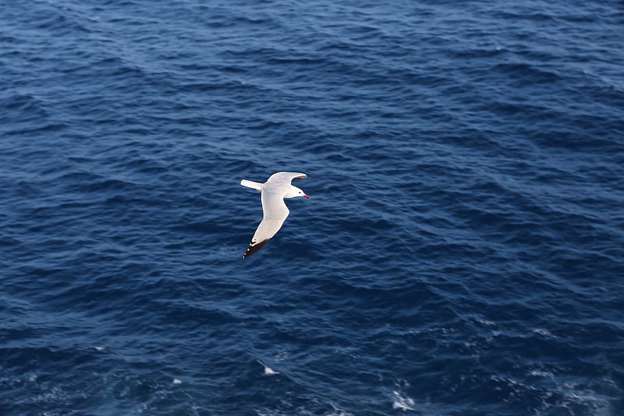 seagull, flying, bird, ocean, dom, animal, wildlife, nature HD wallpaper