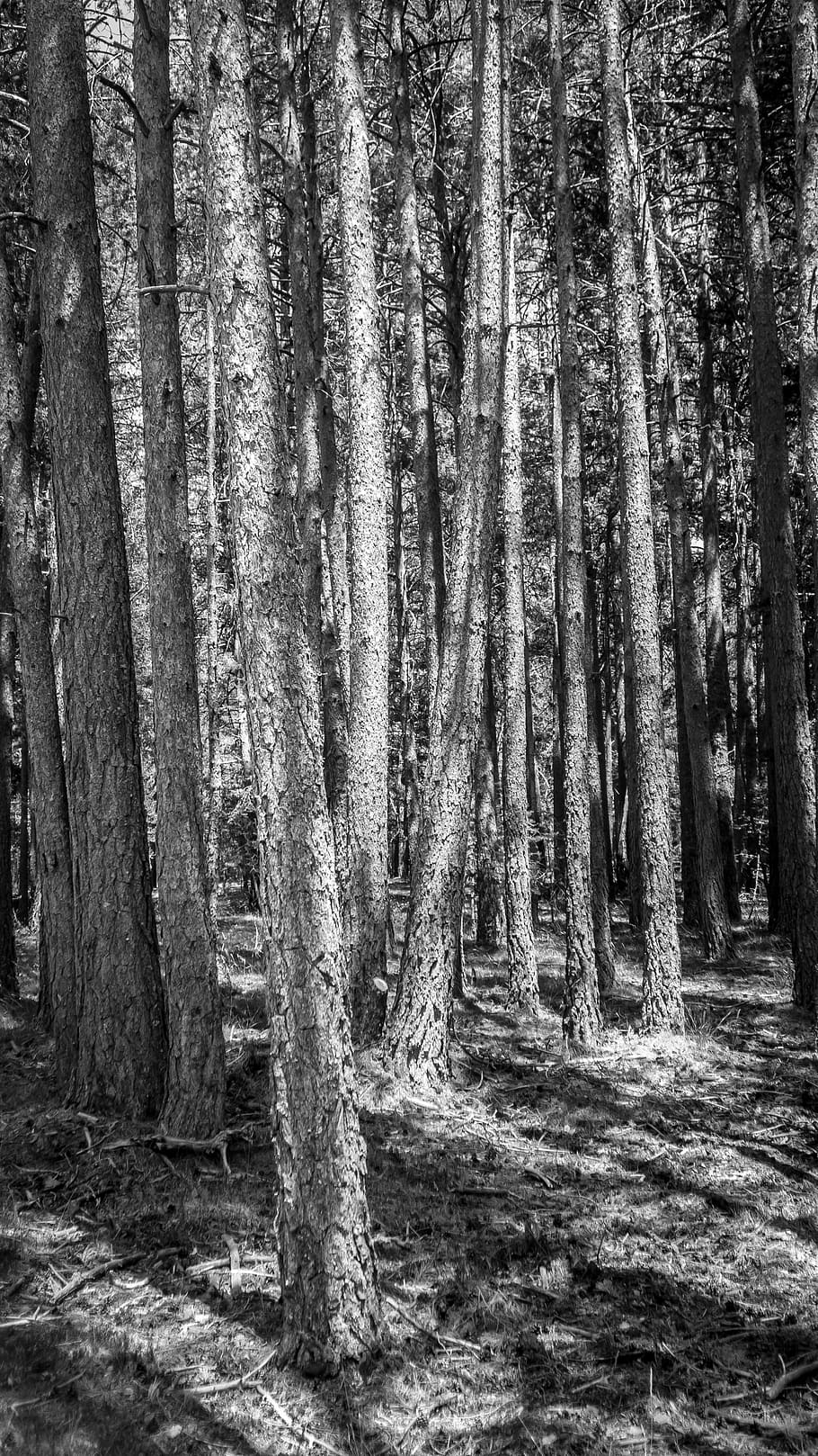 forest, tree, wood, trees, trunk, nature, black And White, woodland HD wallpaper