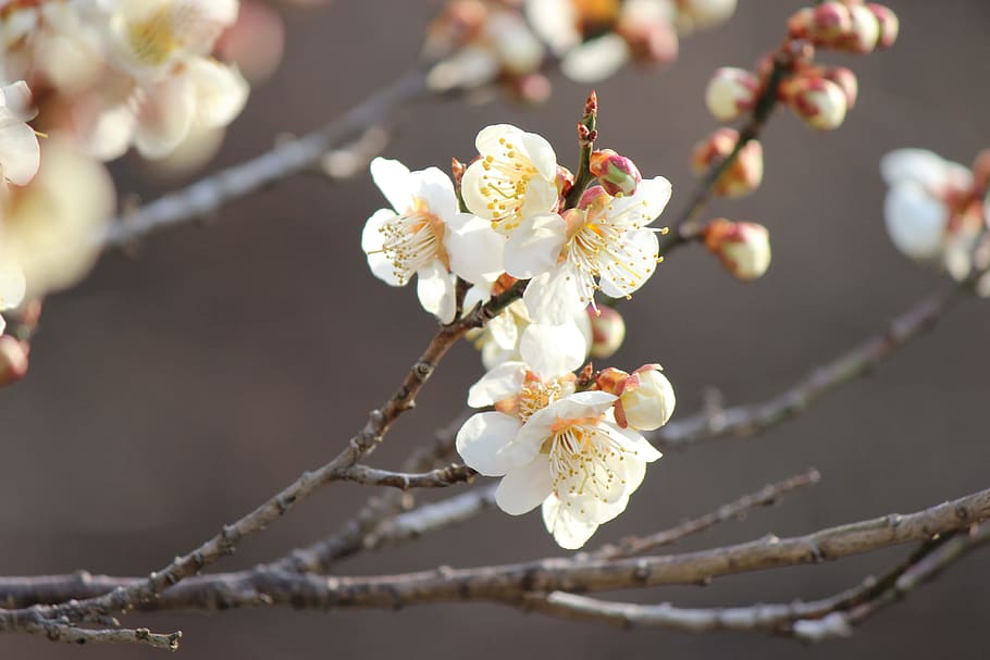 white cherry blossom close-up photography, fukushima, cherry blossom viewing mountains HD wallpaper
