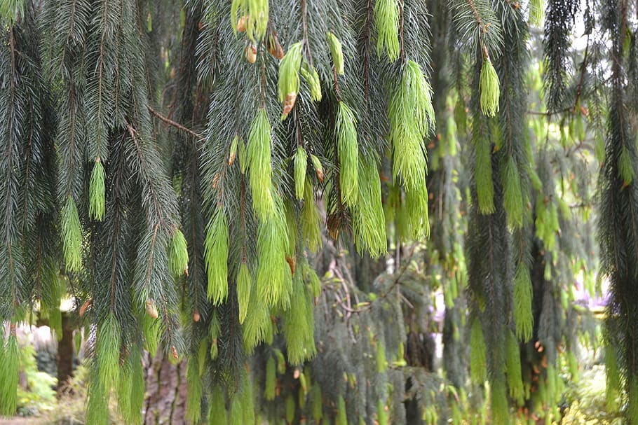 pinheiro, plant, nature, forest, tree, outdoors, growth, green color HD wallpaper