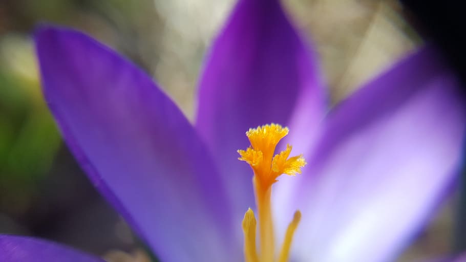 flower, nature, plant, blur, flowering plant, freshness, beauty in nature HD wallpaper