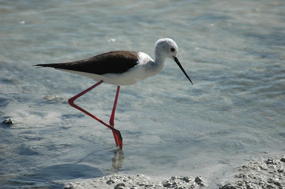 bird stilt, nutrition, swamp, wildlife, nature, animal, beak HD wallpaper