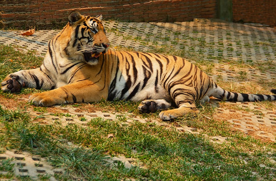 tiger, cat, animal, big, nature, wildlife, carnivore, mammal HD wallpaper