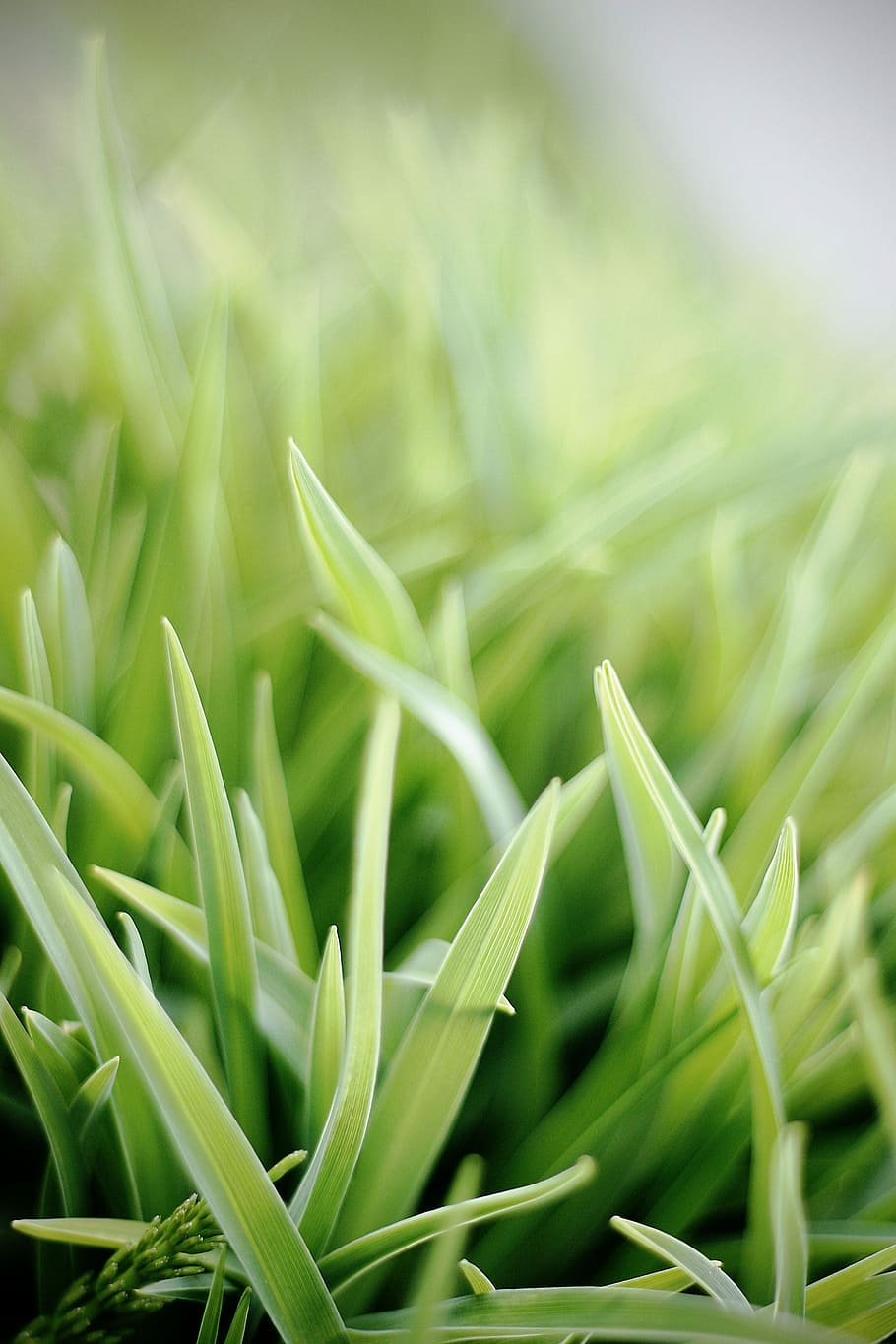 selective focus photo of green snake plant, selective focus of green grass HD wallpaper