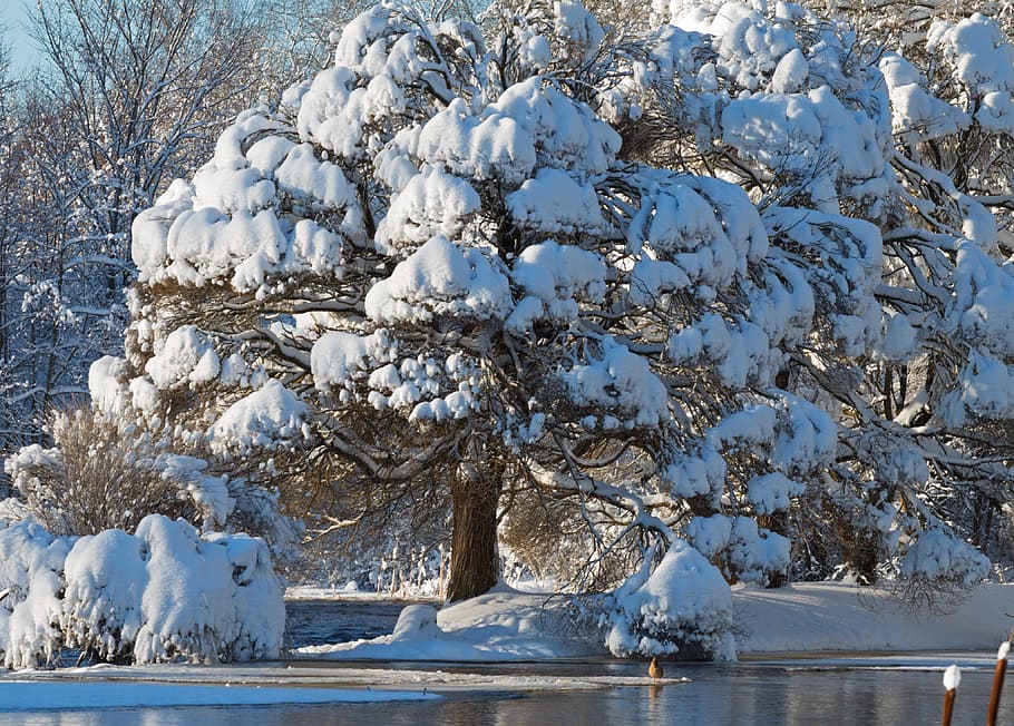 winter, snow, frost, cold, tree, nature, outdoors, landscape HD wallpaper