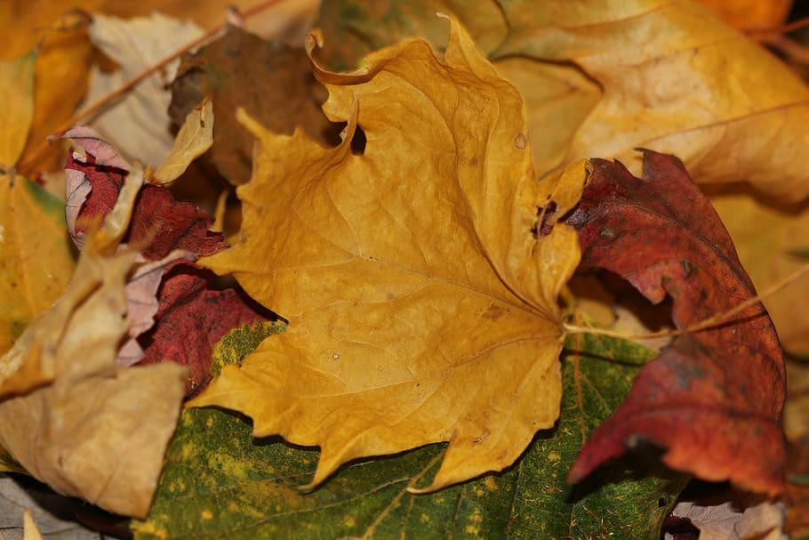 autumn leaves, fall, maple, yellow, red, nature, seasonal, foliage HD wallpaper