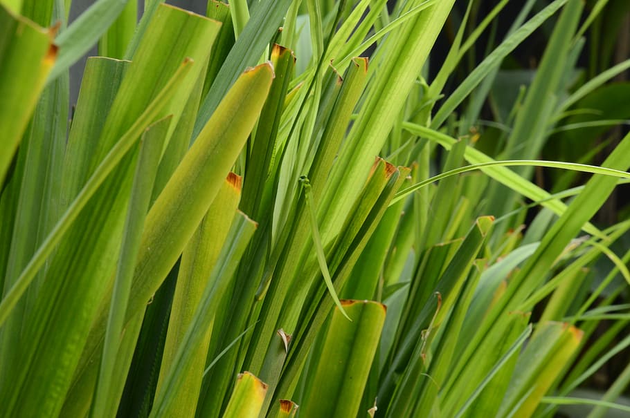 Green, Grass, Nature, Plant, Green Grass, landscape, garden HD wallpaper