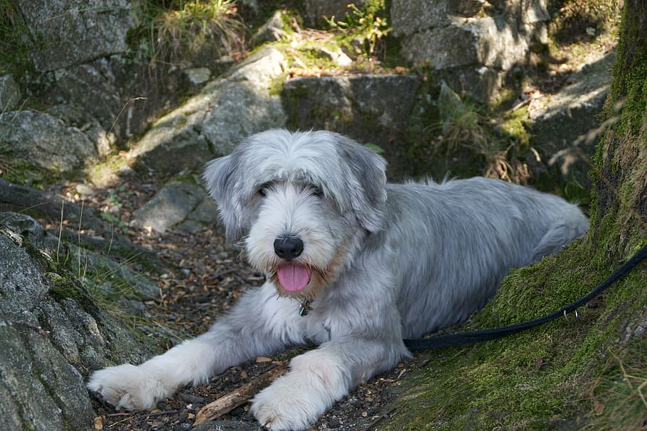 dog, summer, forest, animal, fur, face, snout, dog leash, one animal HD wallpaper
