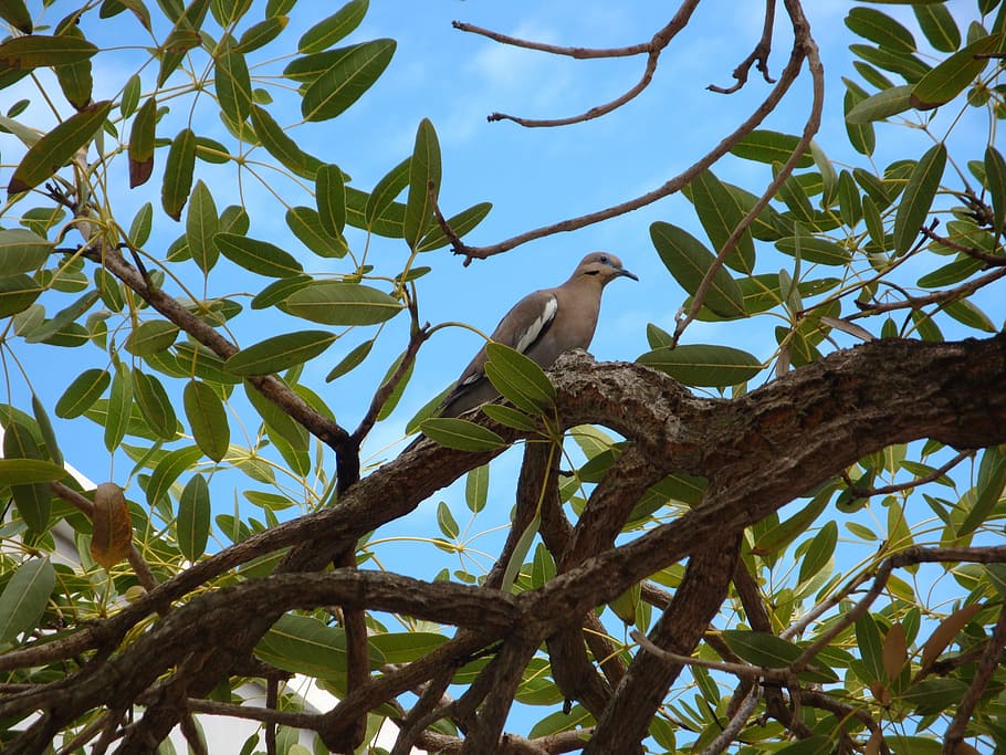 bird, bermuda, nature, beak, island, outdoors, animal wildlife HD wallpaper