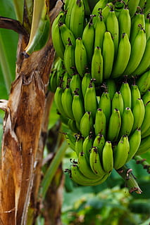 Close-Up Of Fresh Organic Green Banana Bunch at Farm Stock Photo by kjekol