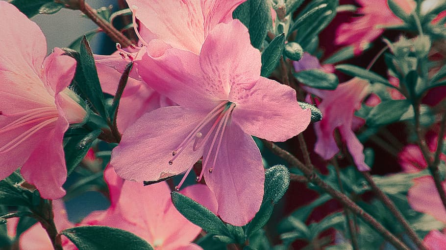 azalea, flower, pink, garden, spring, plants, nature, leaf HD wallpaper