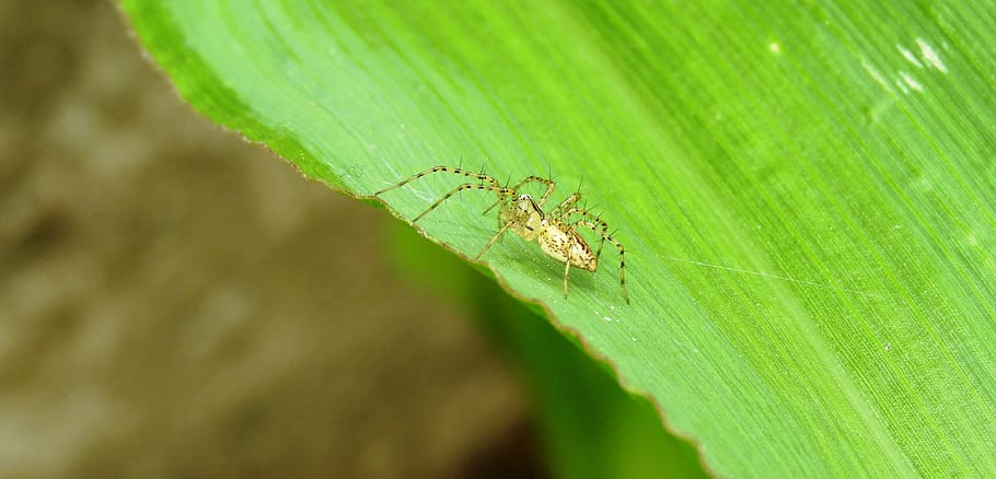 nature, insect, leaf, plant, environment, plant part, invertebrate HD wallpaper