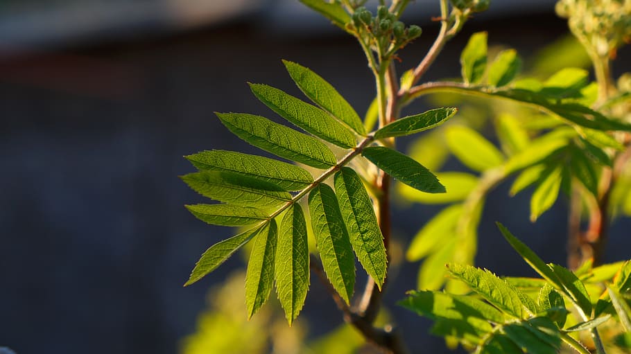 nature, plants, leaf, light, green, black, spring, plant part HD wallpaper