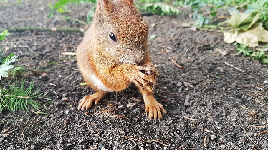 the squirrel, animals, nature, sweet, one animal, animal themes HD wallpaper