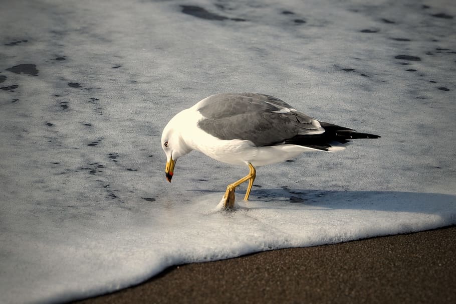 Animal, Sea, Beach, Wave, Foam, Bubble, seagull, seabird, wild animal HD wallpaper