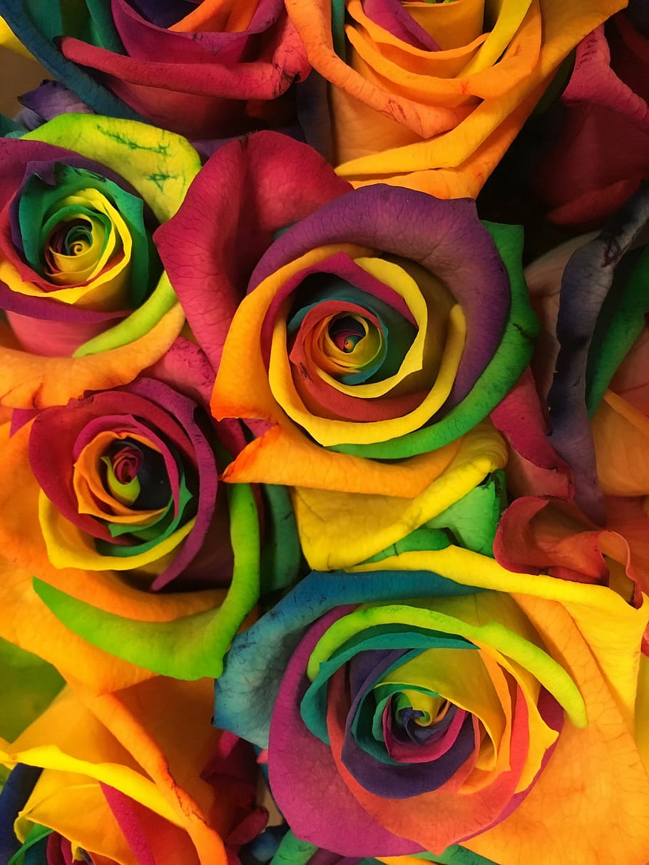 Colorful Roses Background Stock Photo  Download Image Now  Rose  Flower  Flower Multi Colored  iStock
