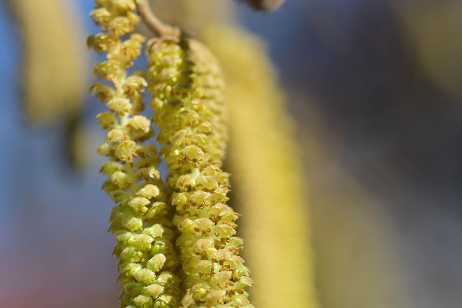 hazel flower, nut, allergy, pollen, hay fever, nature, spring HD wallpaper