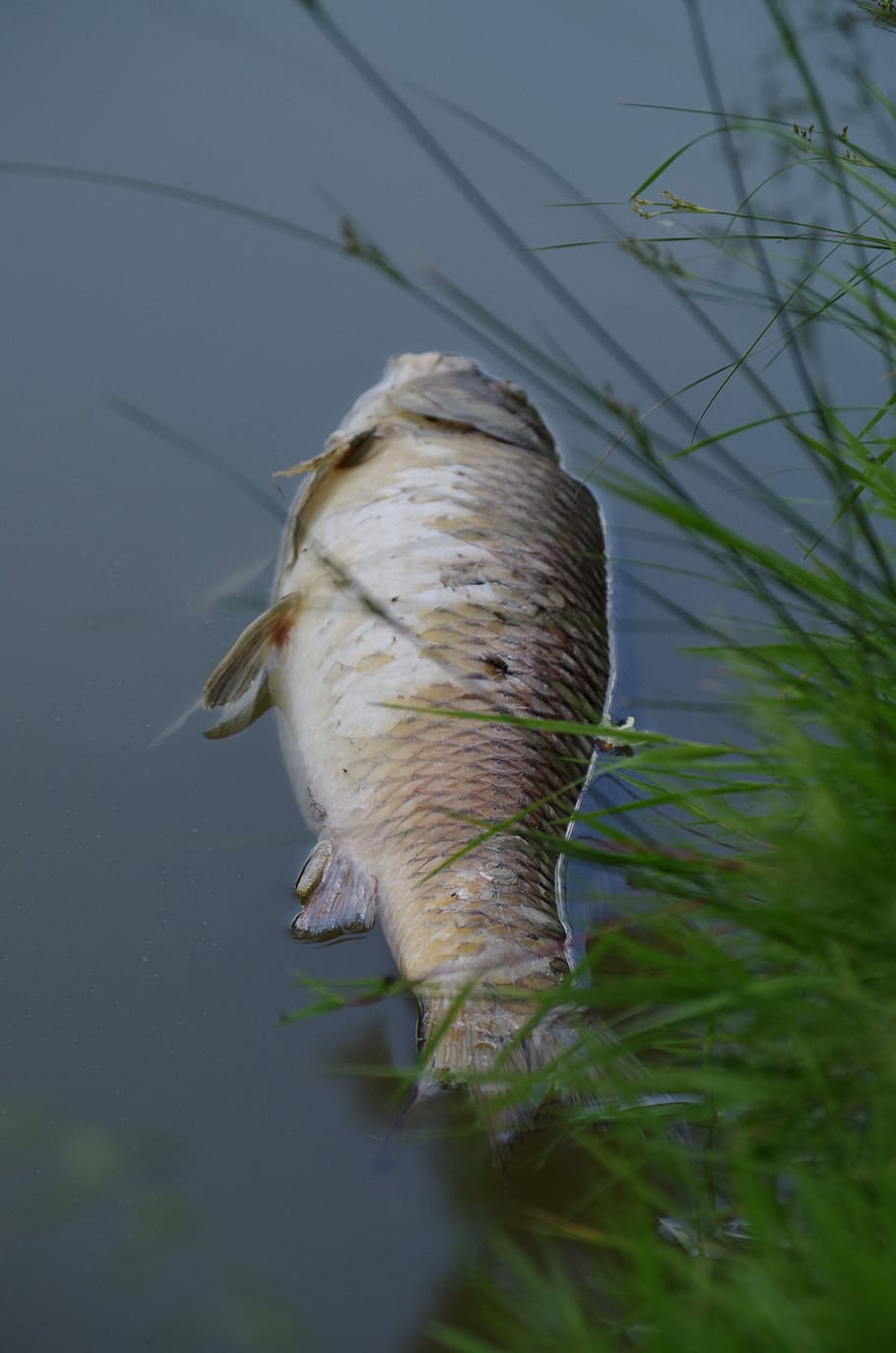 Fish, Carcass, Pond, Polluted, Ecology, one animal, animals in the wild HD wallpaper