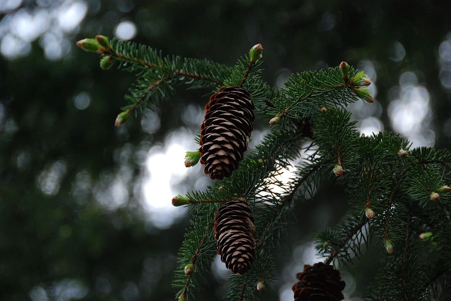 pine cones, branches, green, close, dark, plant, tree, growth HD wallpaper