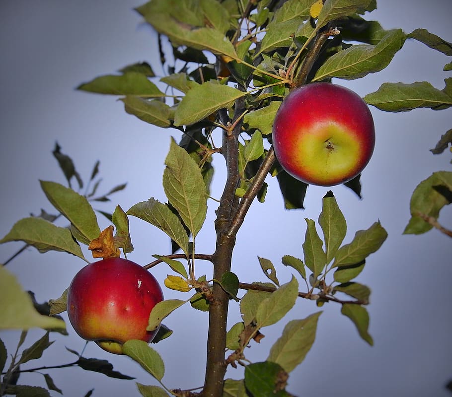 apple, apples, tree, fruit, sad, summer, fresh, healthy eating HD wallpaper
