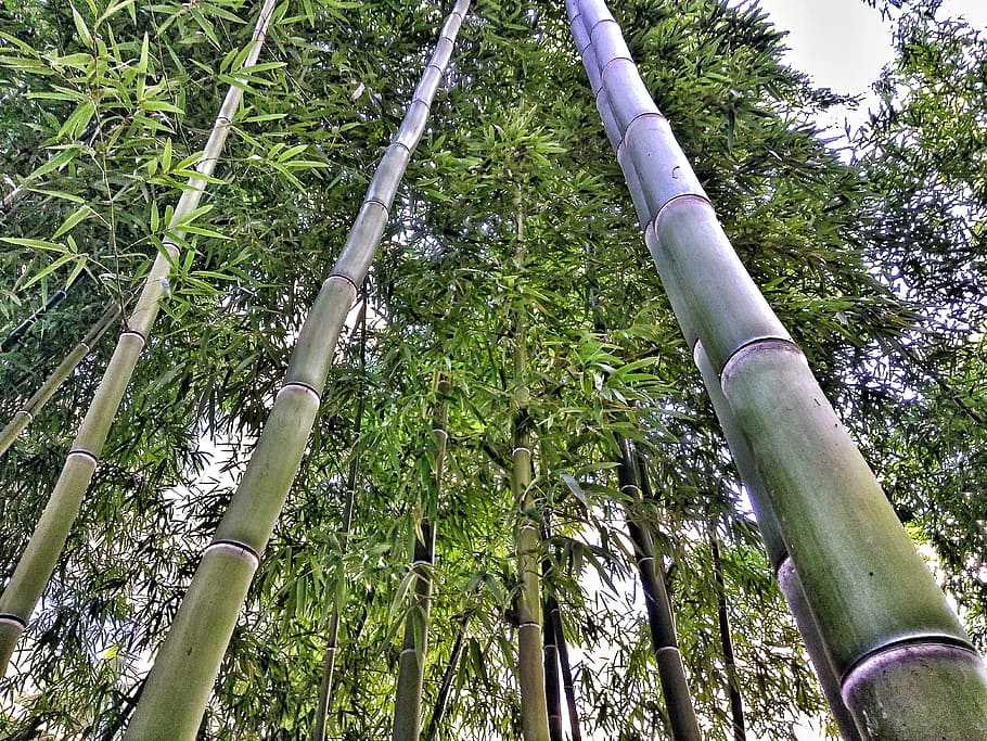 Bamboo, Nature, Tree, Spring, Spring, Green, outdoors, forest HD wallpaper