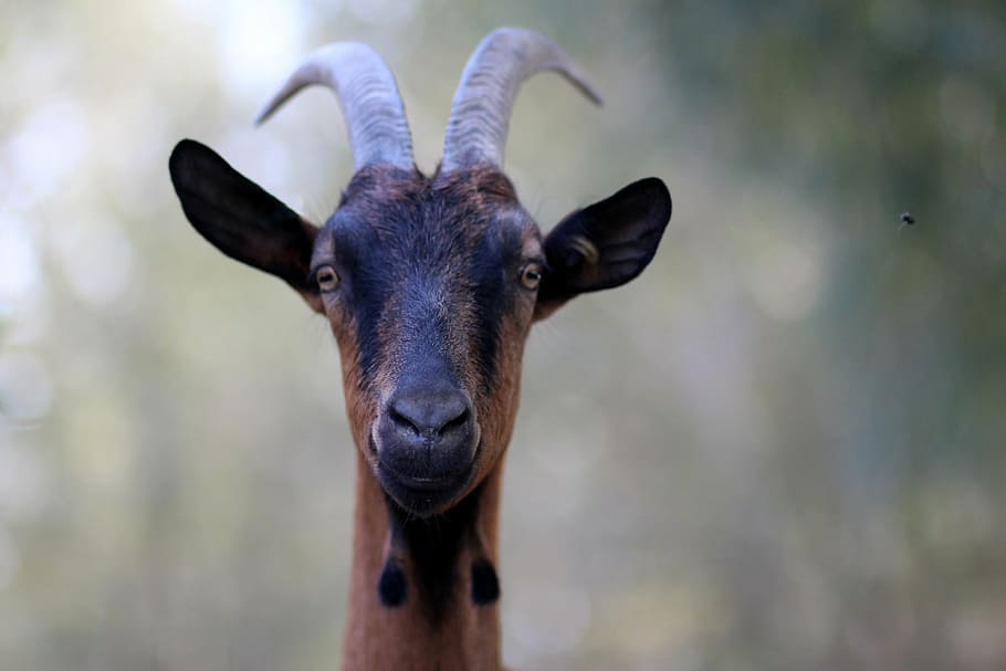 brown and black deer, capra, alpina, french, pet, horns, animal HD wallpaper
