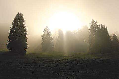 sun shining through green pine trees, divine light, clouds HD wallpaper