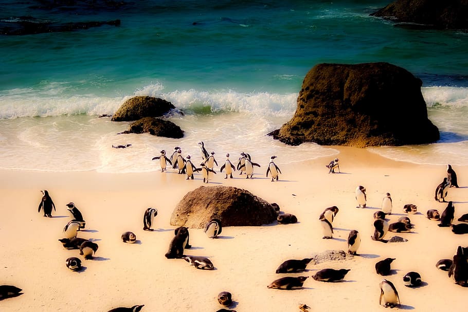 black and white penguins on seashore during daytime, south africa, HD wallpaper