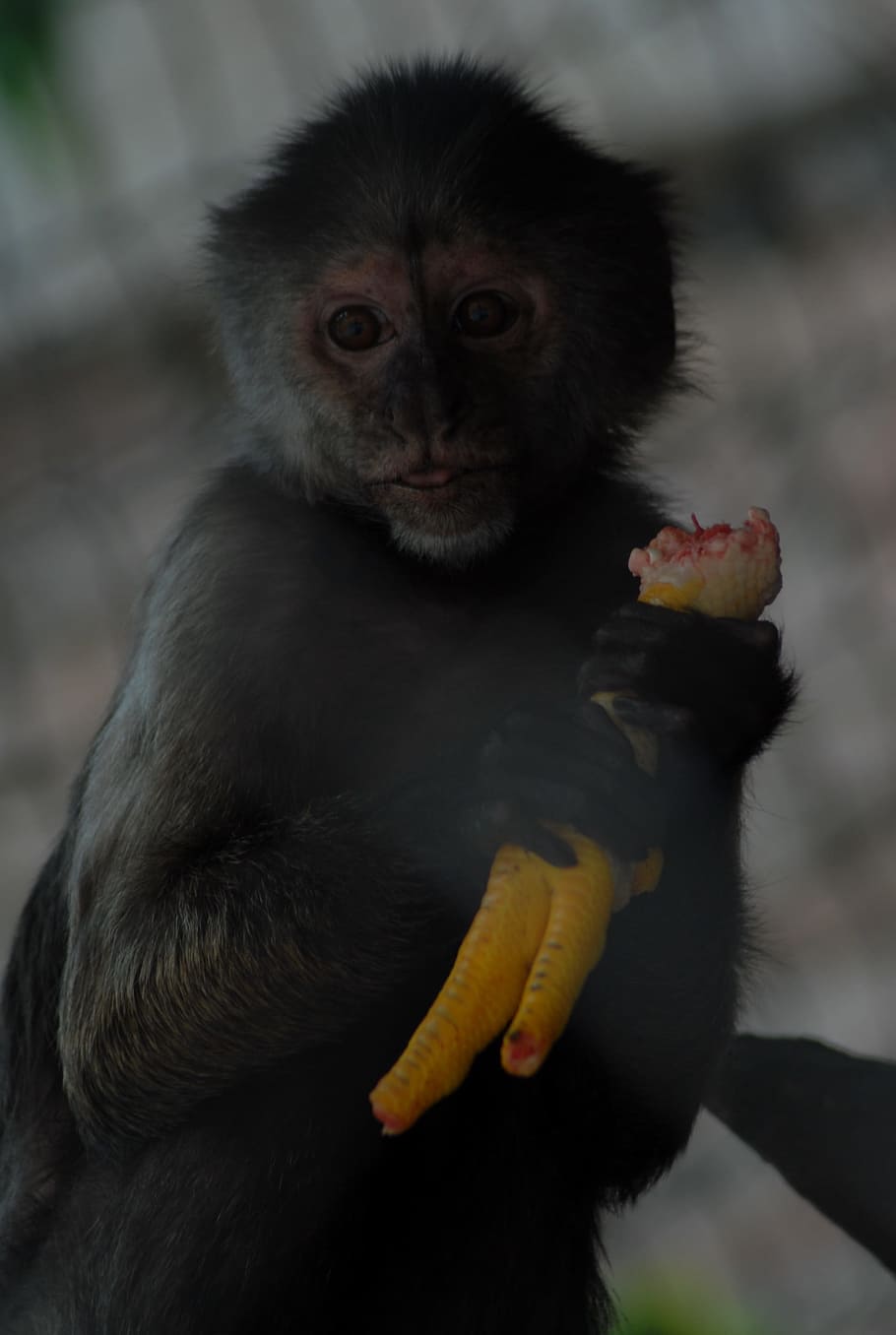 zoo, animal, nature, primate, animal wildlife, animals in the wild HD wallpaper