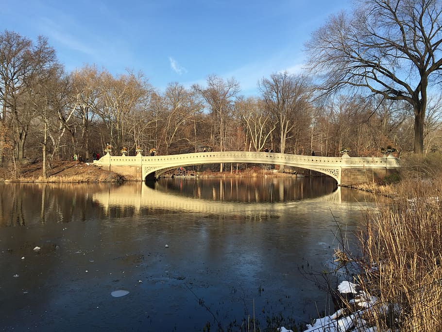 bridge, lake, tree, park, new york, central park, water, bridge - man made structure HD wallpaper