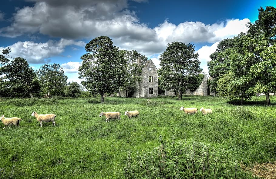 green, landscape, sheep, sky, scenery, scenic, spring, grass HD wallpaper