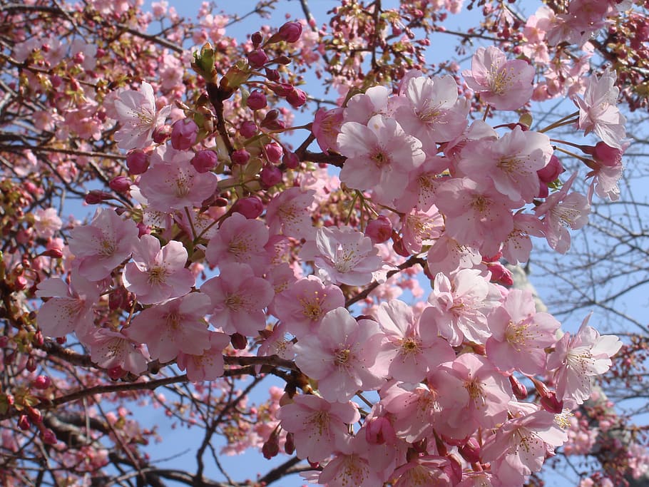 sakura, cherry, japan, pink Color, tree, springtime, nature HD wallpaper