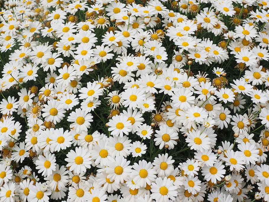 daisies, flowers, marguerite, composites, ornamental plant HD wallpaper