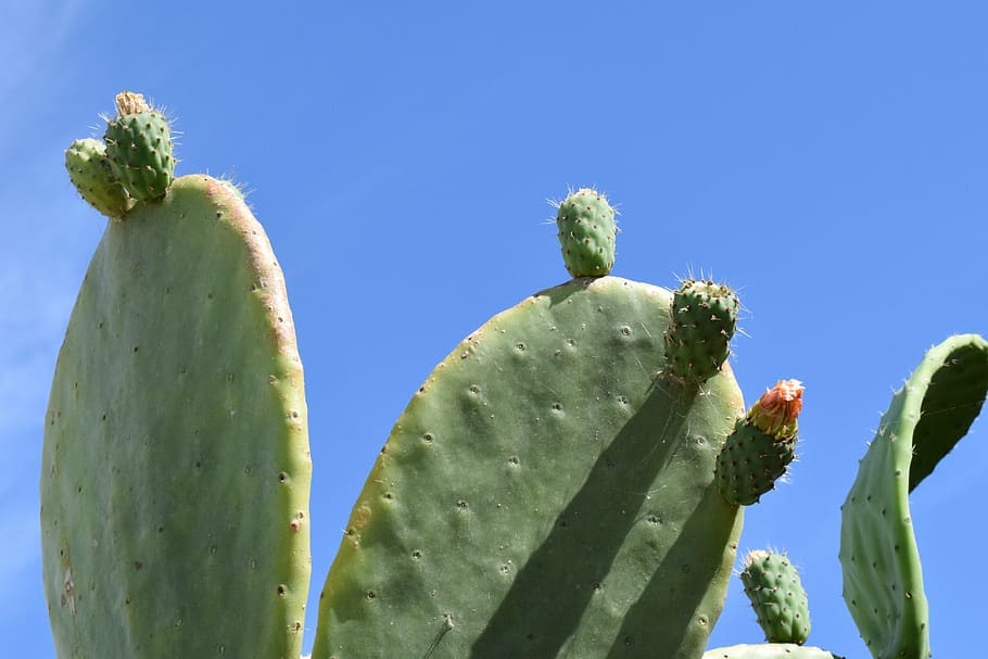 prickly pear, cactus, spur, sky, blue, green, summer, mediterranean HD wallpaper