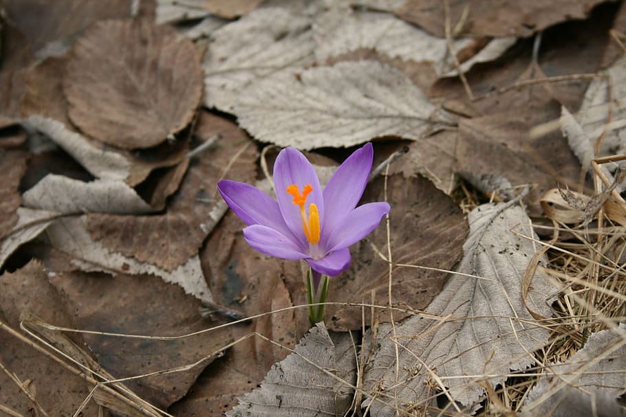 flower, spring, purple, nature, colors, flowering plant, petal HD wallpaper