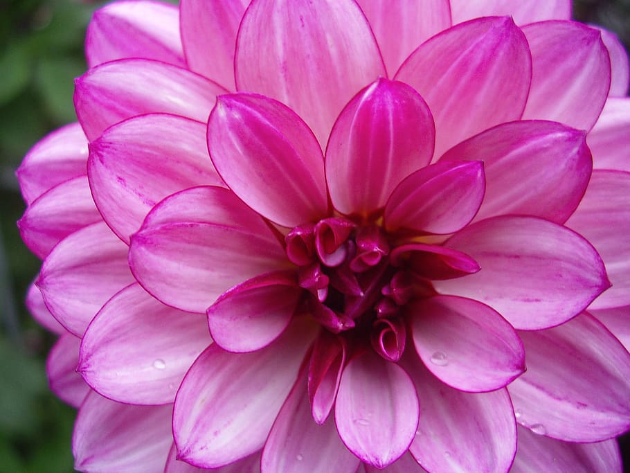 flower, nature, petal, flowering plant, pink color, vulnerability HD wallpaper