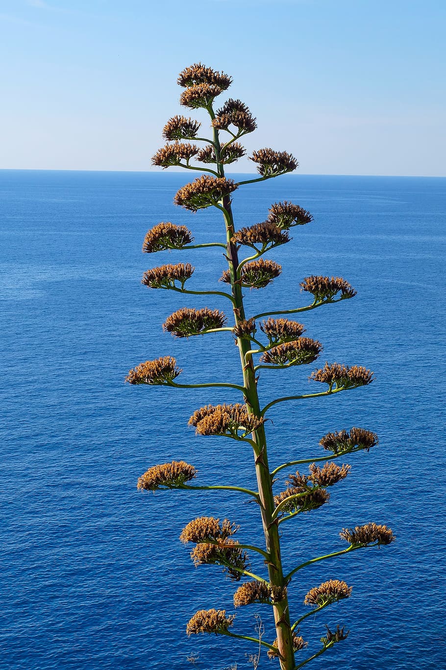 sea, mediterranean, italian coast, water, plant, fatty plant, HD wallpaper